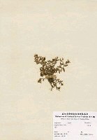 瓜子金藏品圖，第3張